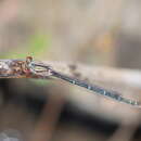 Image of Xanthagrion erythroneurum Selys 1876