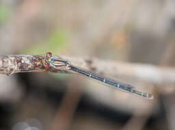 Image of Xanthagrion Selys 1876