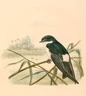 Image of Tachycineta Swallows