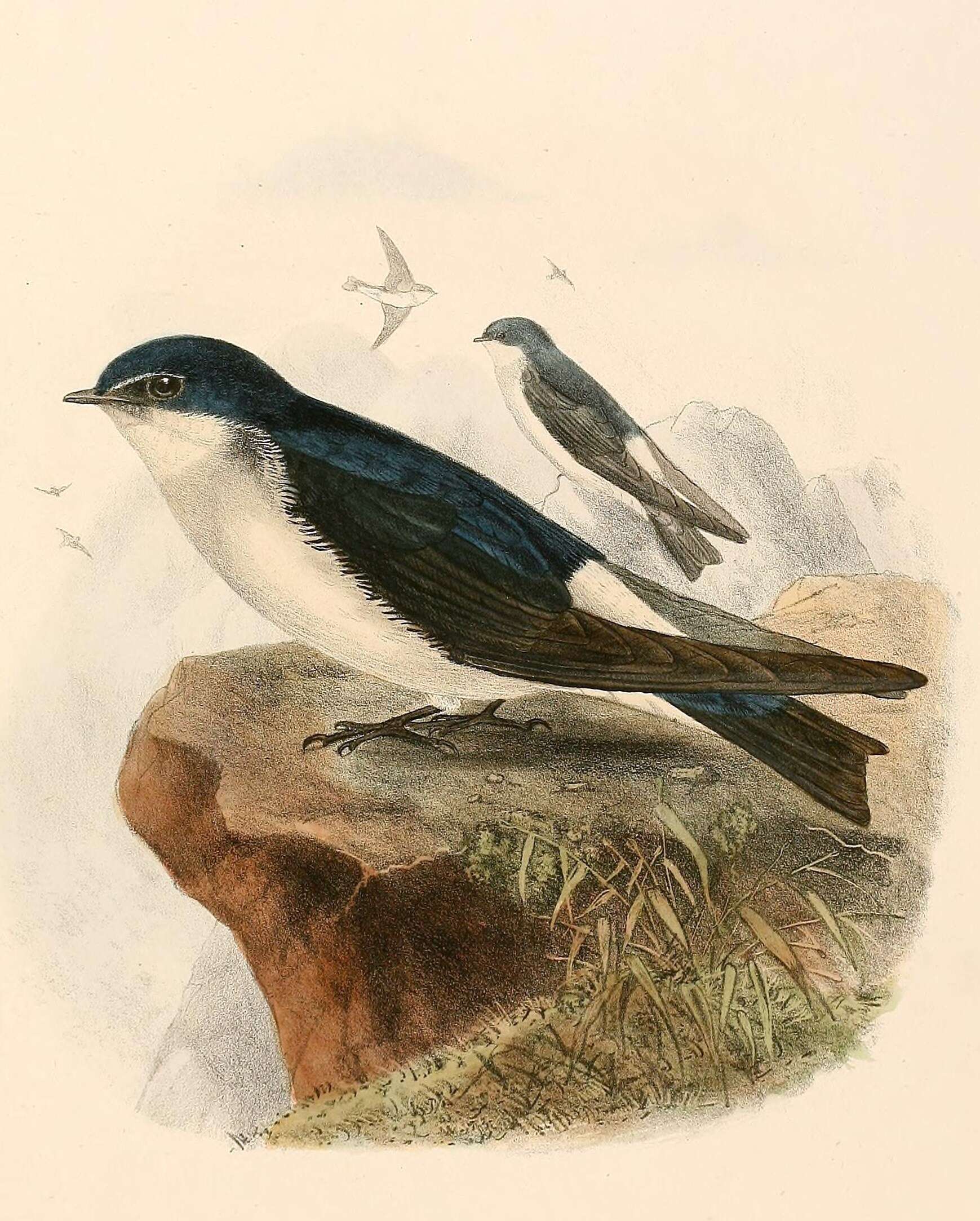 Image of Tachycineta Swallows