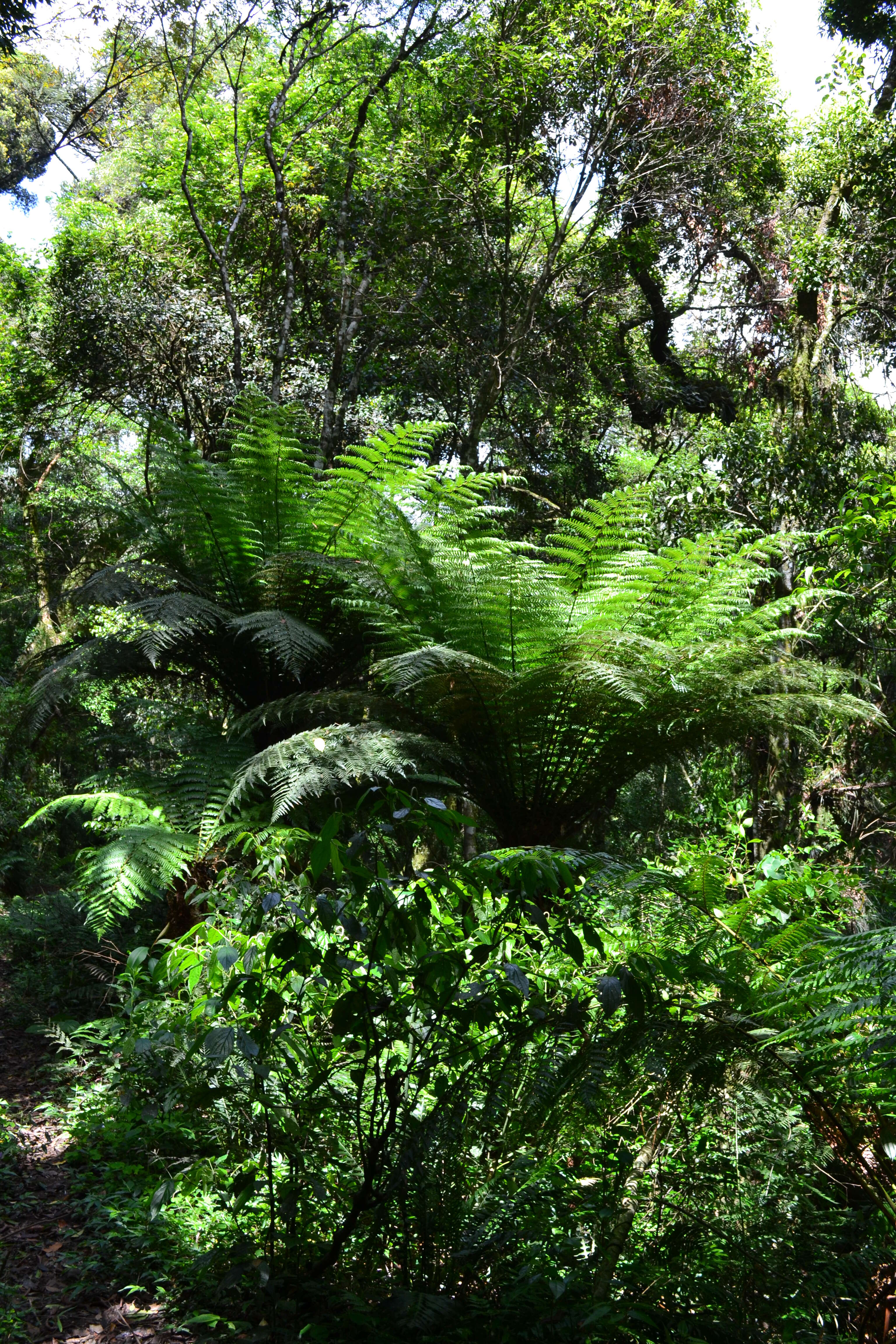 Image of Dicksonia sellowiana (Presl) Hook.