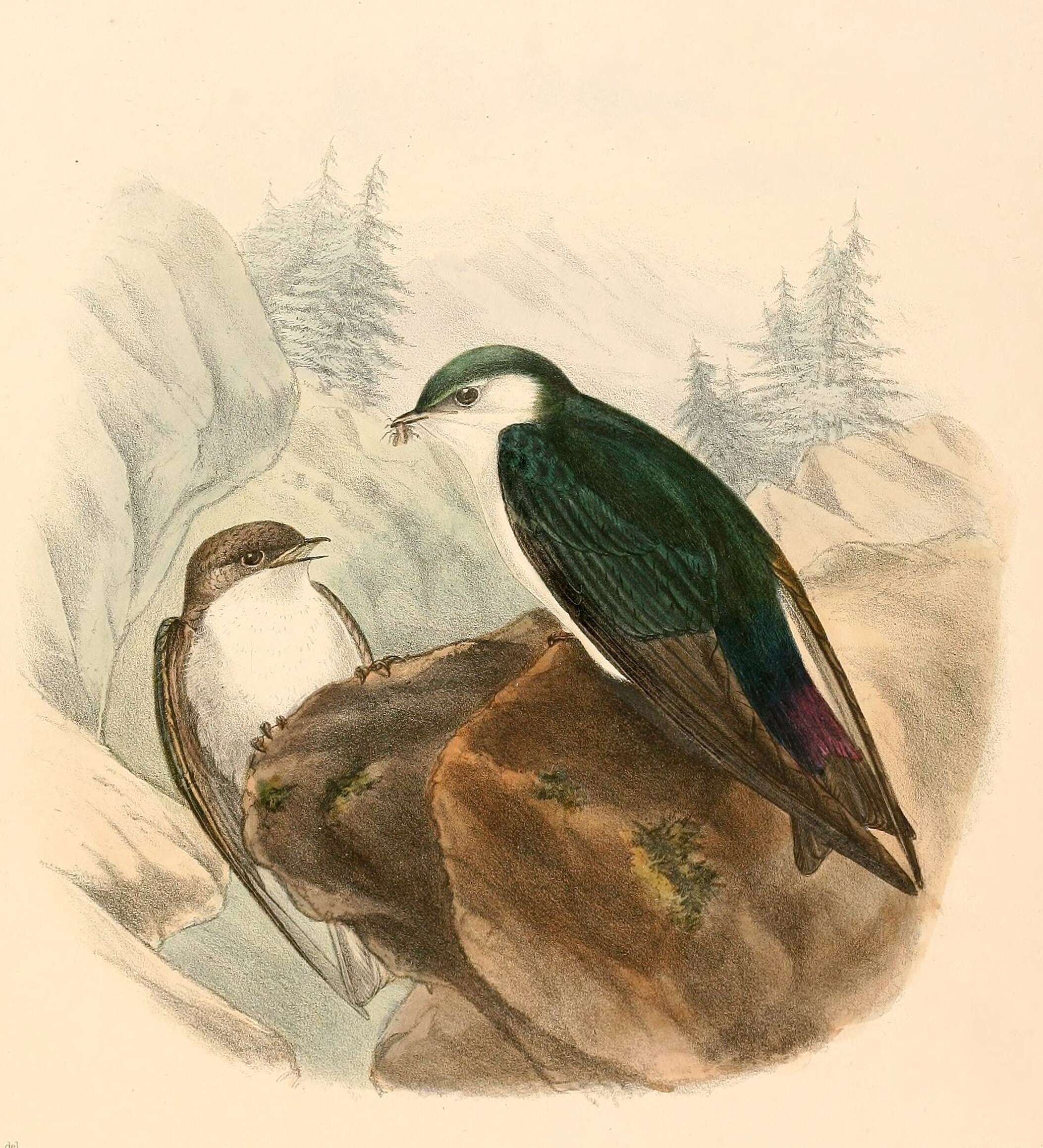 Image of Tachycineta Cabanis 1851