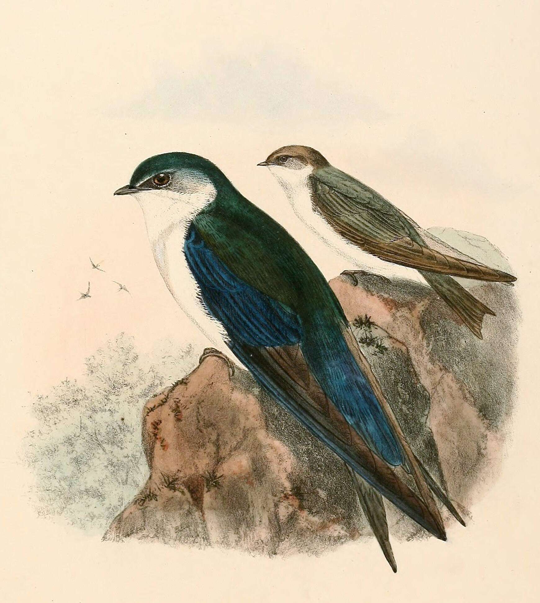 Image of Tachycineta Cabanis 1851