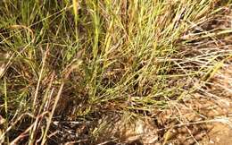 Image of Dianthus caespitosus Thunb.