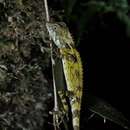 Image of Boulenger's Tree Agama