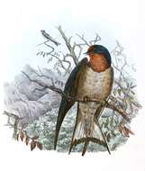 Image of Angola Swallow