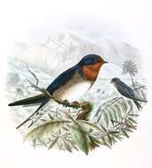 Image of Angola Swallow