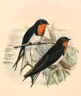 Image of Red-chested Swallow