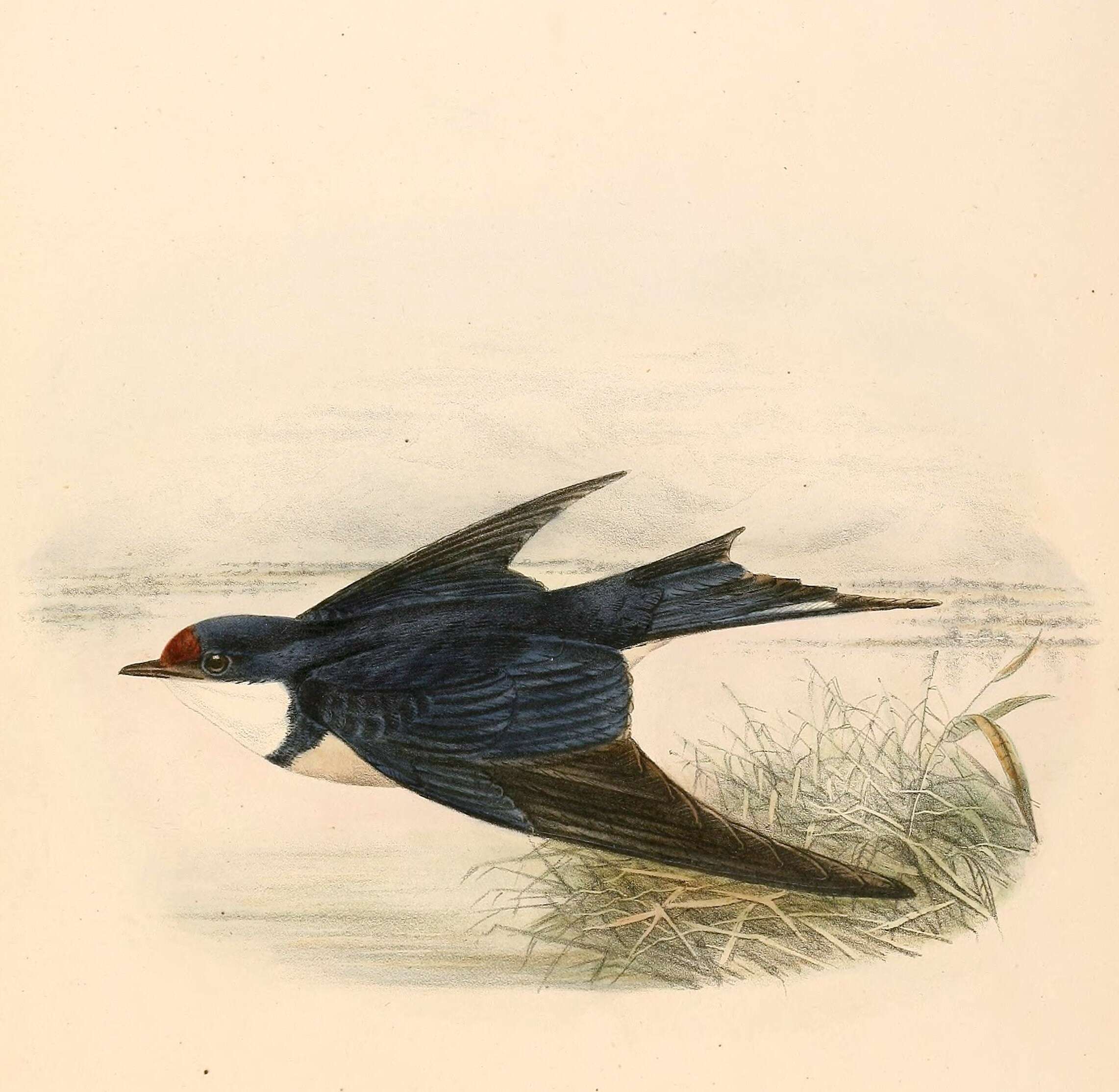 Image of Hirundo Linnaeus 1758