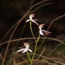 Caladenia moschata (D. L. Jones) G. N. Backh.的圖片