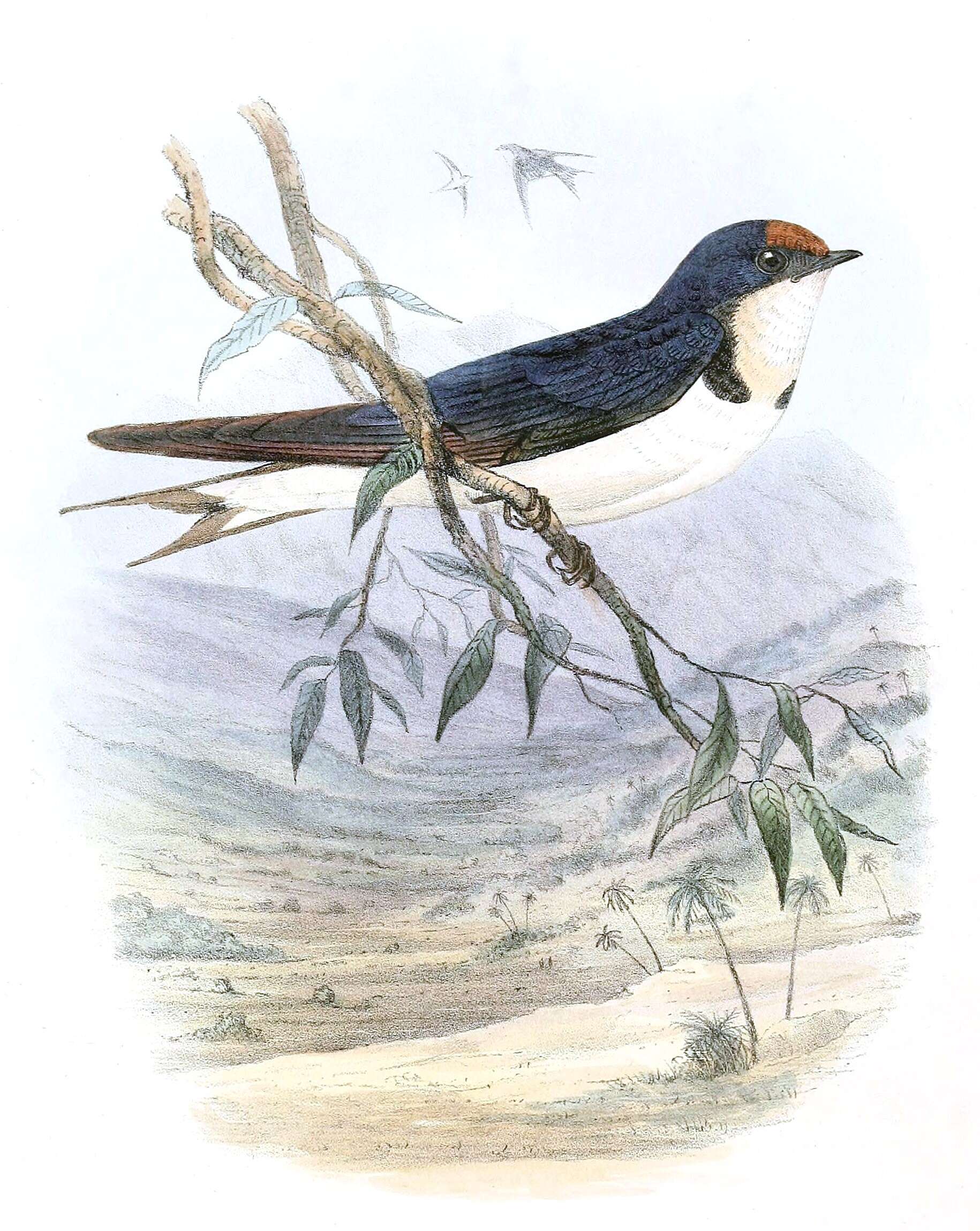 Image of Ethiopian Swallow