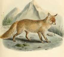 Image of Turkmenian fox