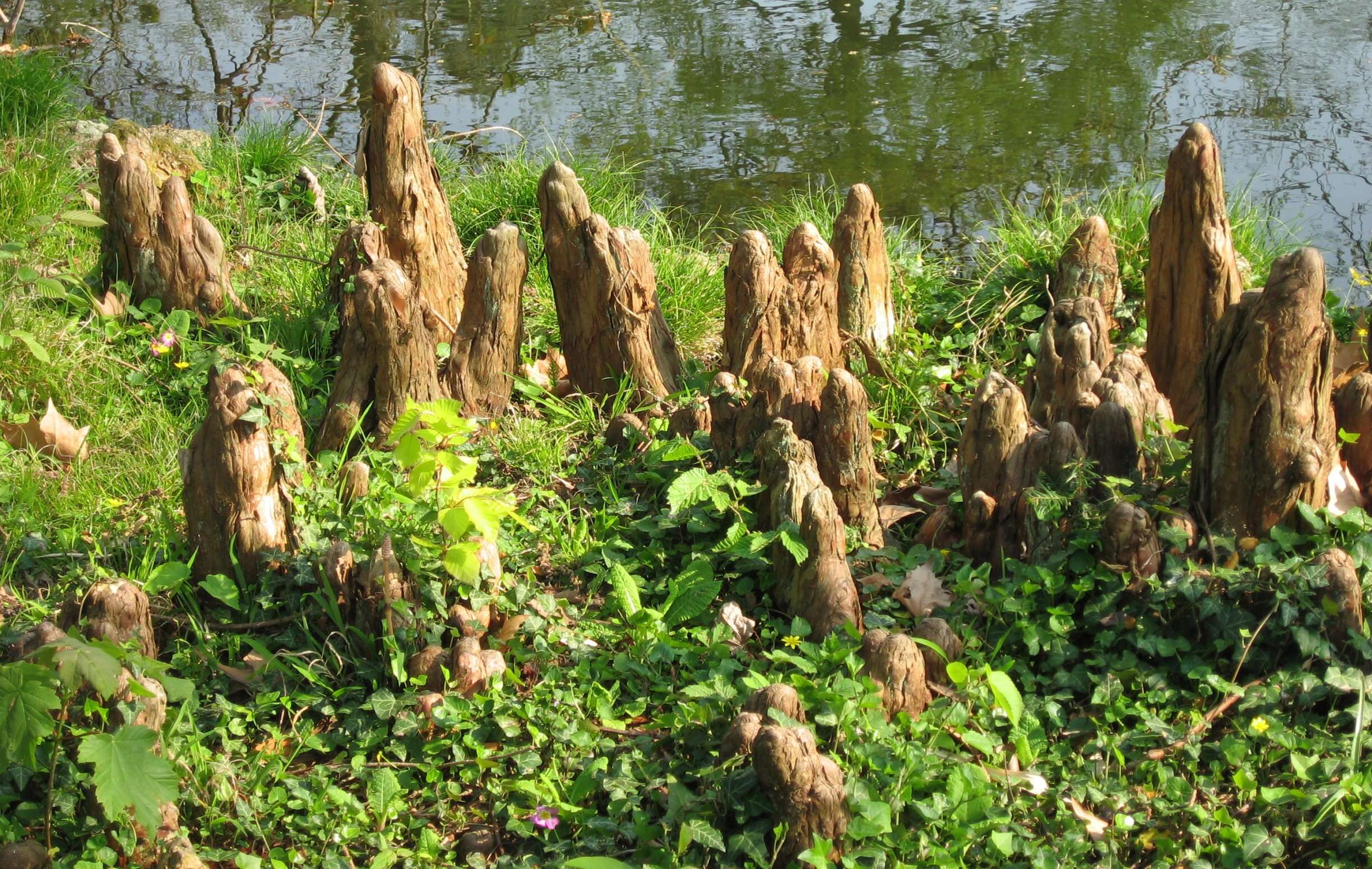 Image of Bald Cypress