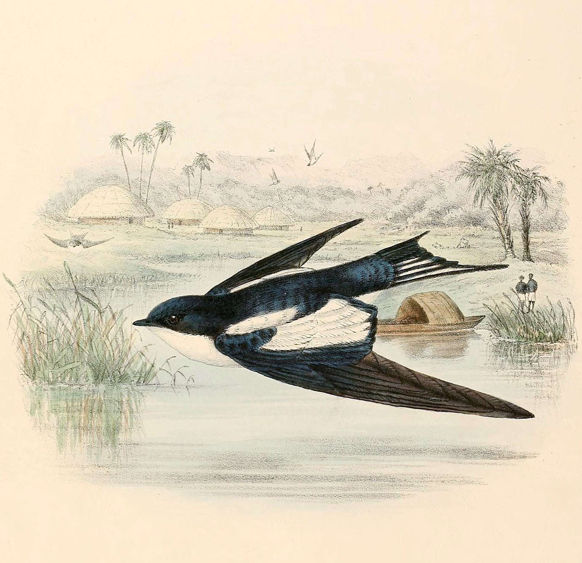 Image of Hirundo Linnaeus 1758