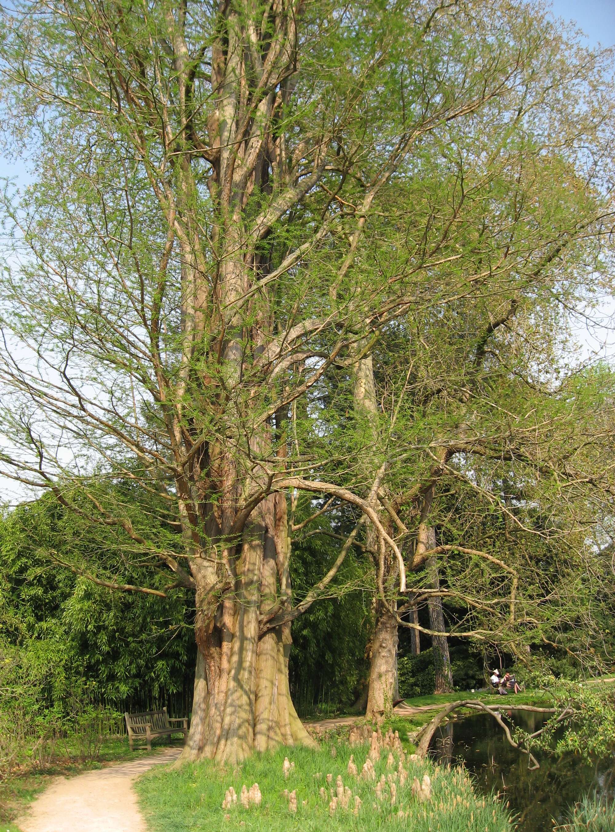 Image of Bald Cypress