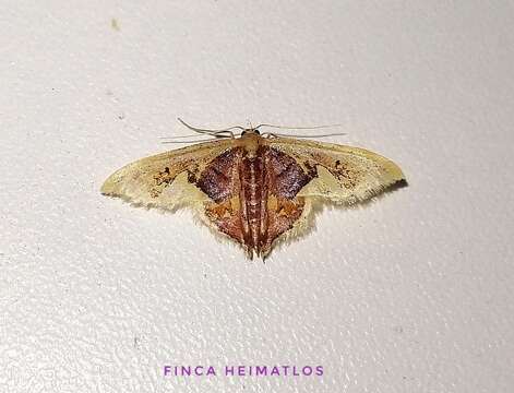 Image of Idaea flavicosta Dognin 1914