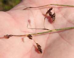 Image of Loose-flowered alpine sedge