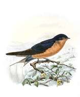 Image of Black-and-rufous Swallow
