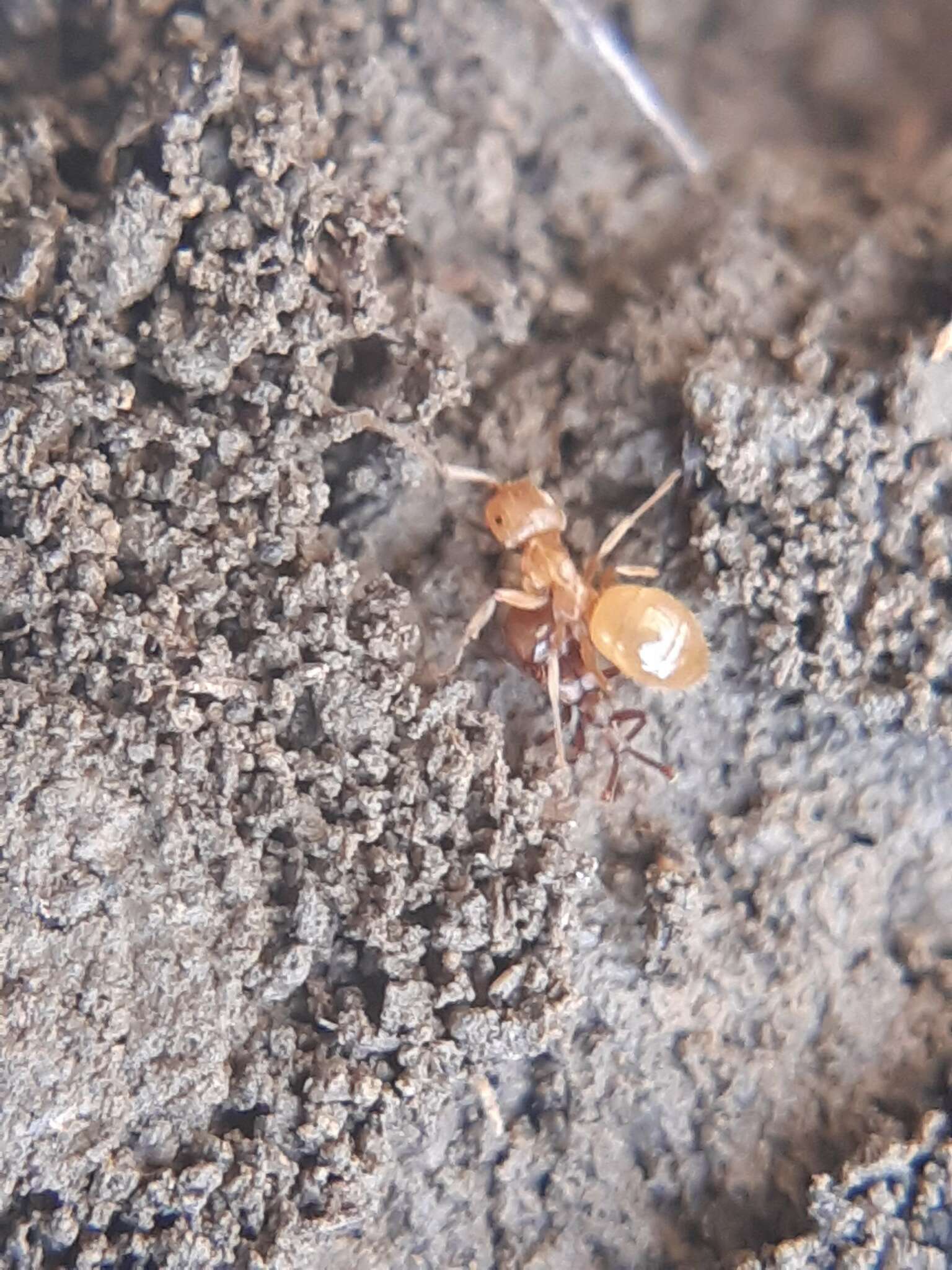 Image of Claviger (Clavifer) longicornis Müller & P. W. J. 1818