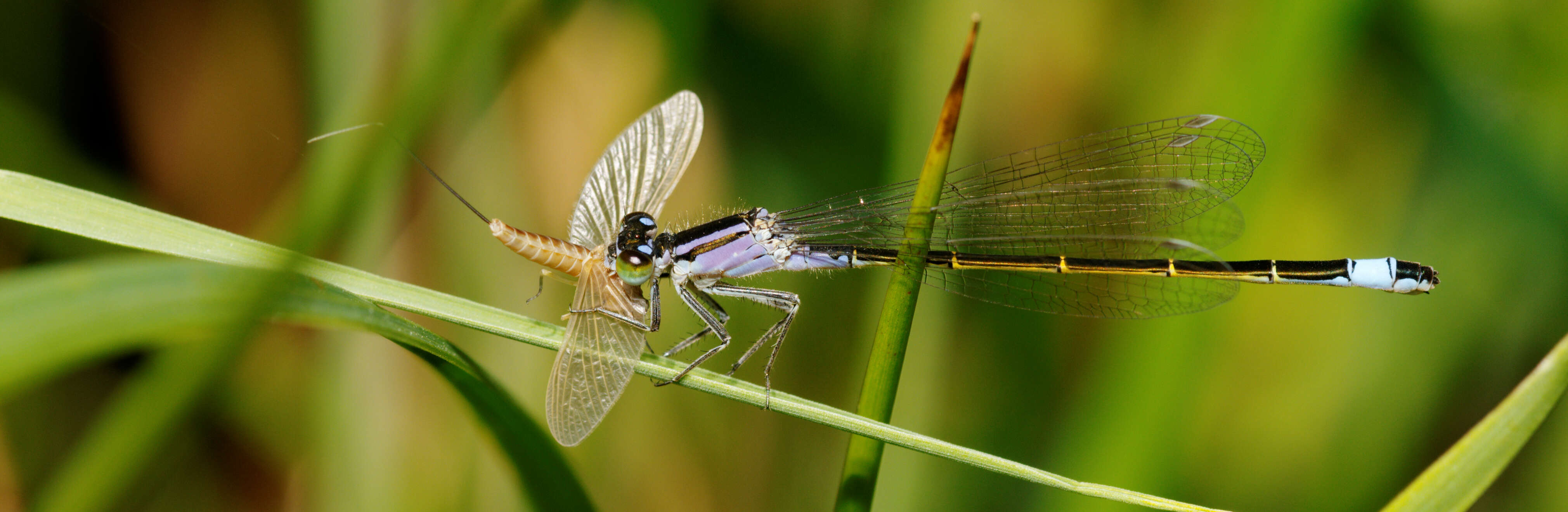 Imagem de Ischnura elegans (Vander Linden 1820)