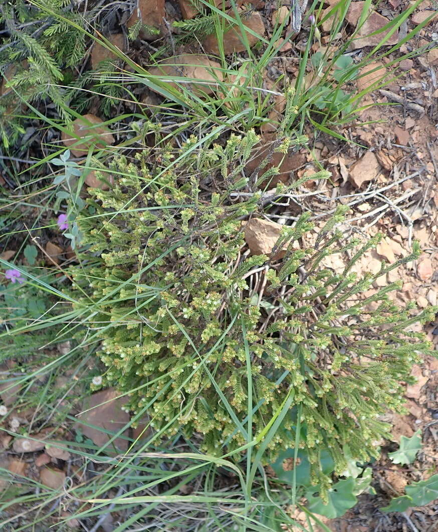 Image of Crassula ericoides subsp. ericoides