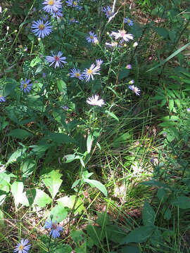 Image of Lindley's aster