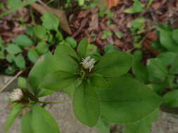 Image of Atractylodes lancea (Thunb.) DC.