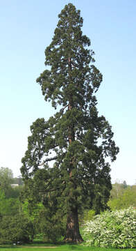 Image of giant sequoia