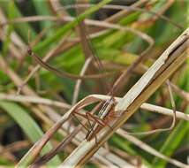 Image of Graceful Meadow Katydid