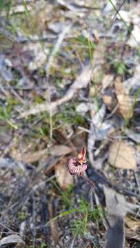 Caladenia cairnsiana F. Muell. resmi