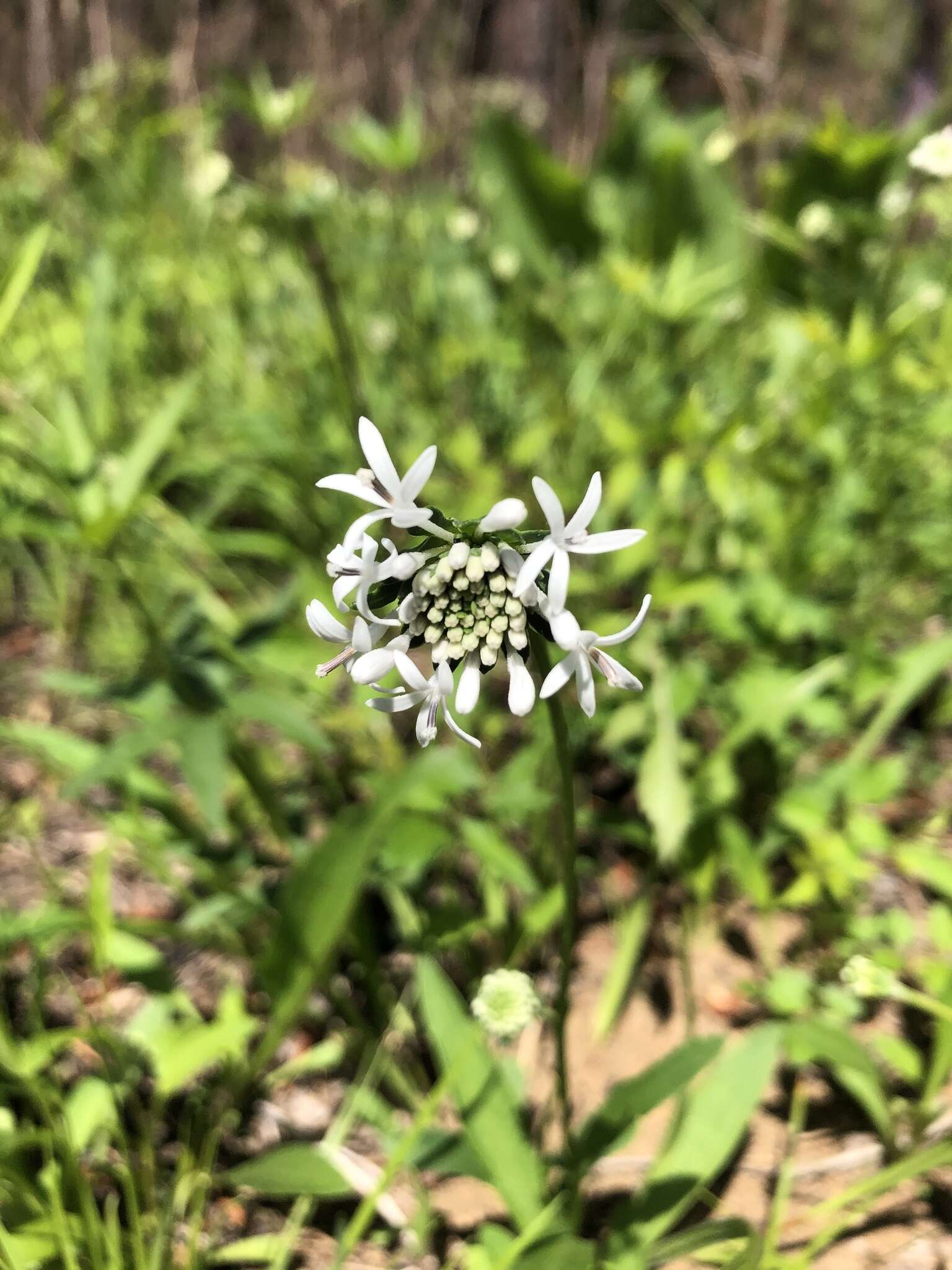 Marshallia obovata (Walt.) Beadle & F. E. Boynt.的圖片