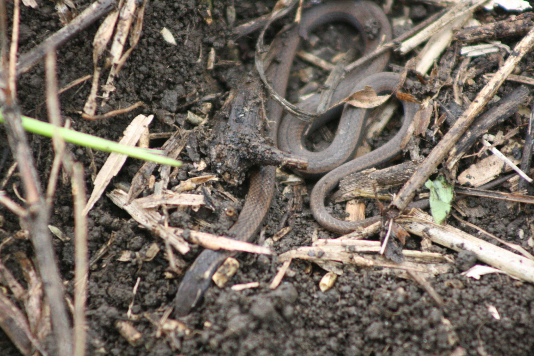 Image of Black-striped Snake