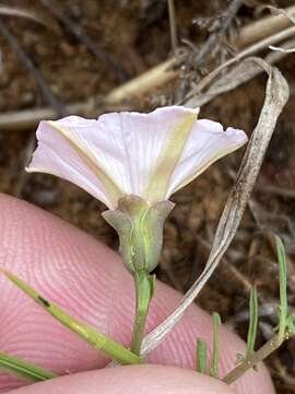 Image of Convolvulus dregeanus Choisy