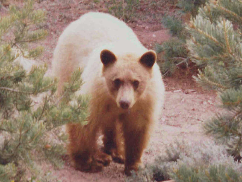 Image of Colorado Pinyon