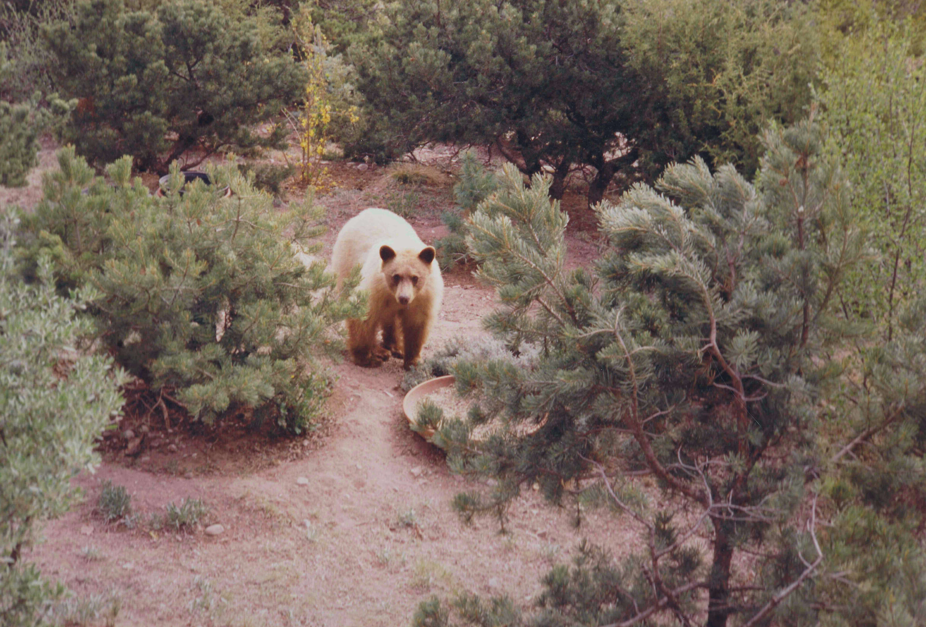 Image of Colorado Pinyon