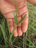 Image de Pfaffia tuberosa (Spreng.) Hicken