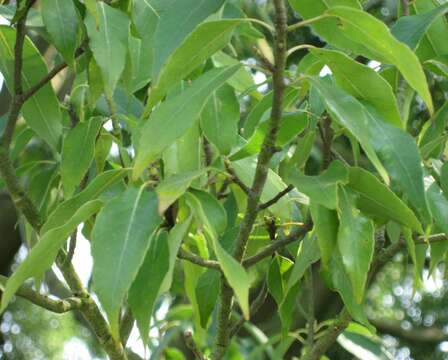 صورة Quercus myrsinifolia Blume