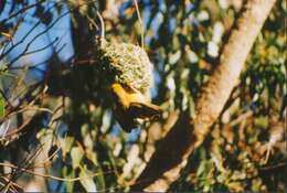 Image of Cape Weaver