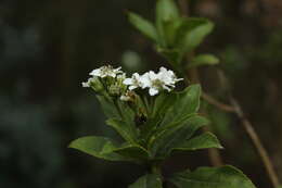 Image of Verbesina centroboyacana S. Díaz-Piedrahíta