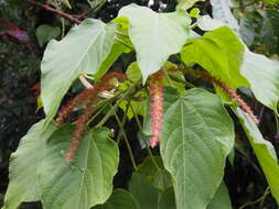 Imagem de Acalypha macrostachya Jacq.