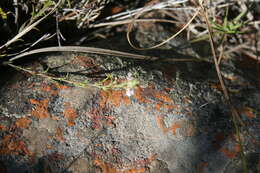 Image of Muraltia ericoides (Burm. fil.) Steud.