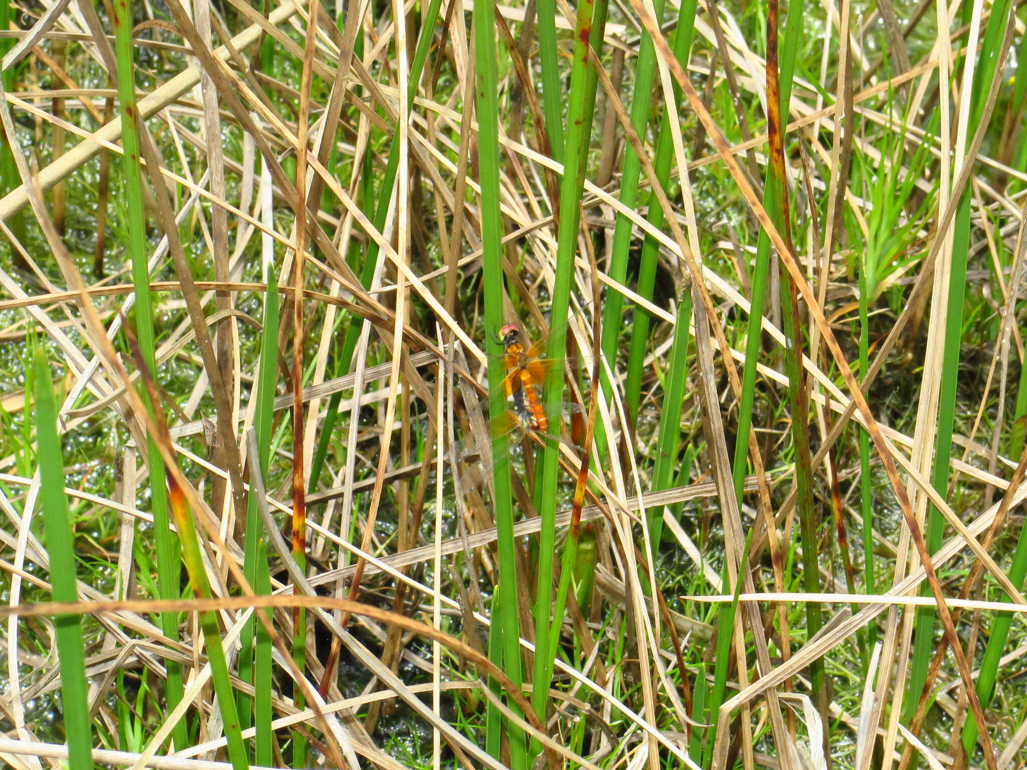 Image de Nannophya pygmaea Rambur 1842