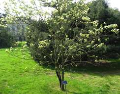 Image of flowering dogwood