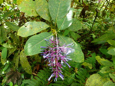 Image of Palicourea lineata Benth.