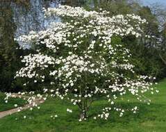 Image of flowering dogwood