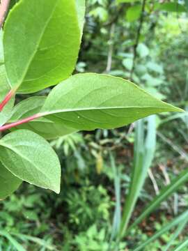 Image de Schisandra arisanensis Hayata