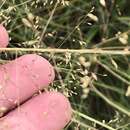 Image of Texas dropseed