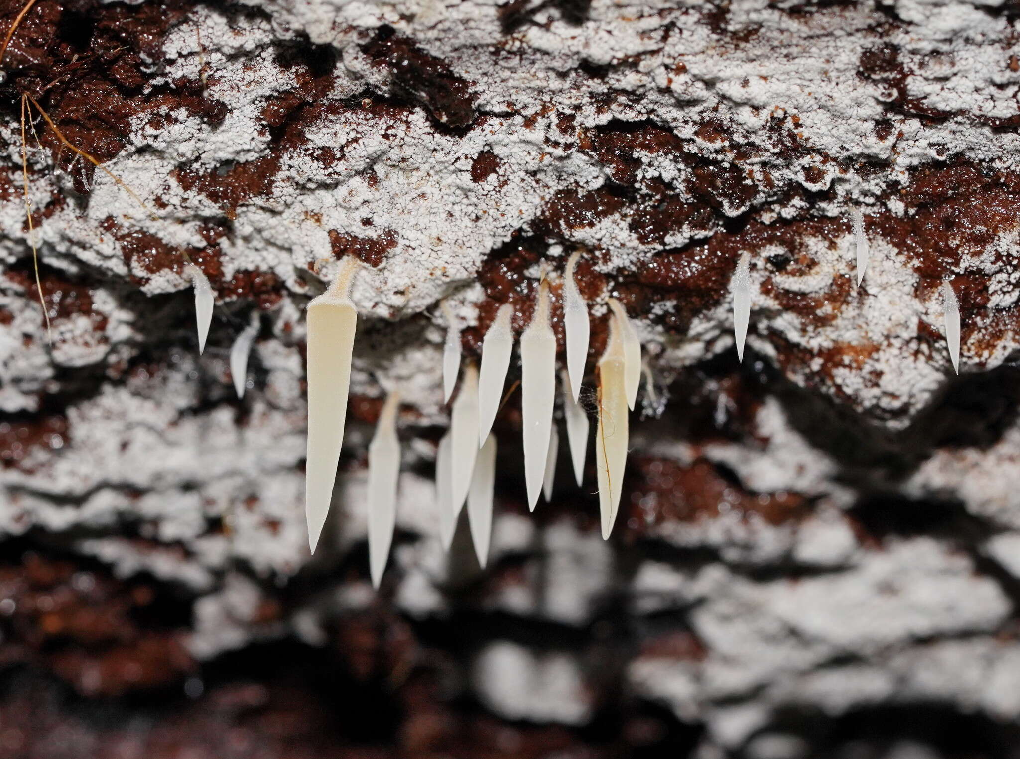 Image de Mucronella pendula (Massee) R. H. Petersen 1980