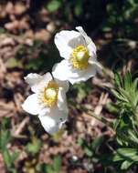 Image of Snowdrop Anemone