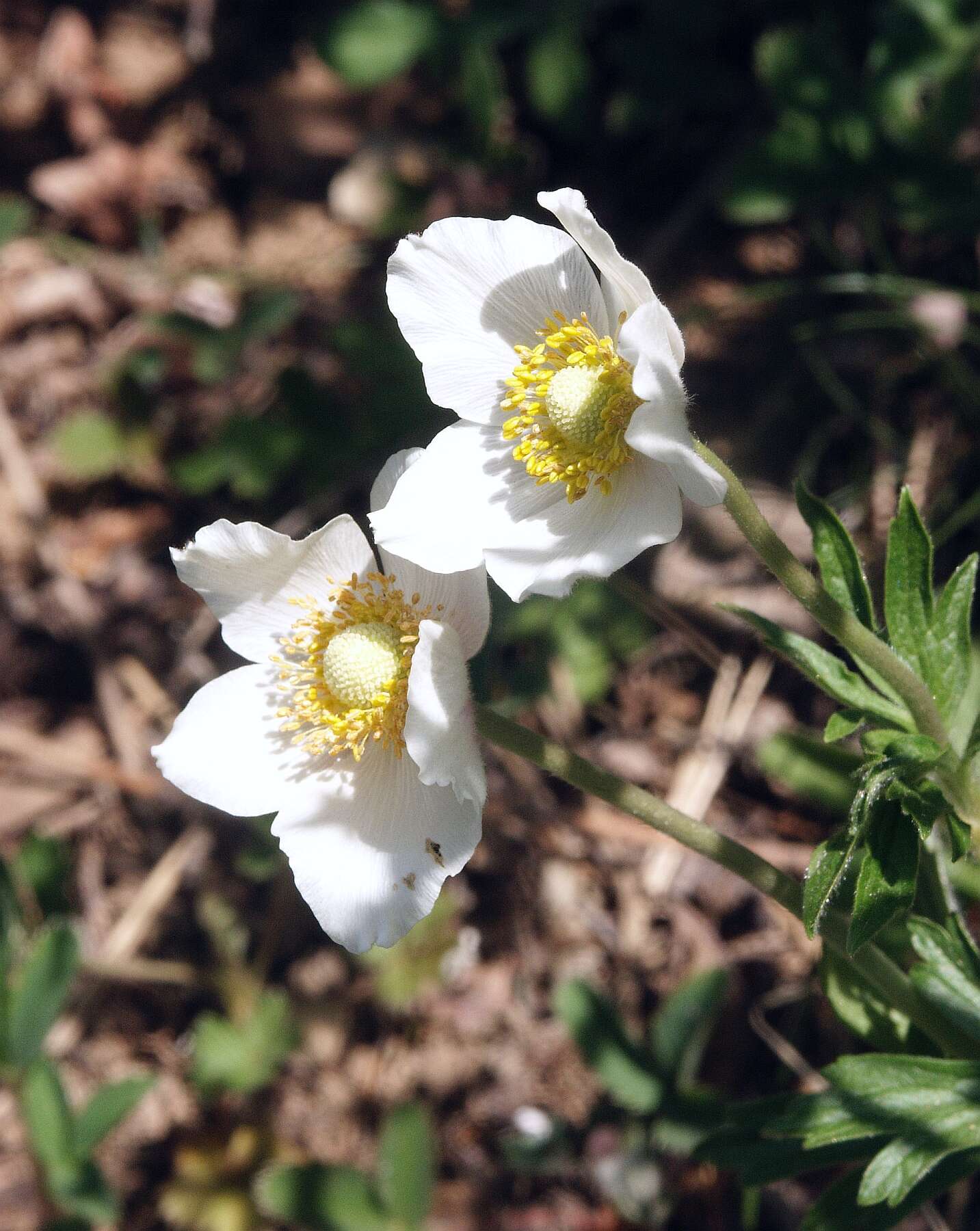 Image of Snowdrop Anemone